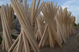 KAVAK KÜREK SAPI #1